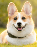 User profile